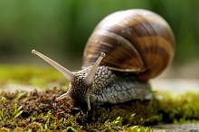 Chiocciola 2 _ Cornu aspersum